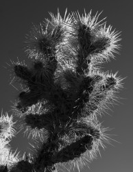 Mojave Desert, California 2021